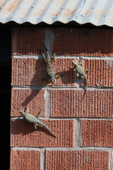 Sceloporus cyanogenys