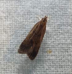 Helcystogramma lutatella