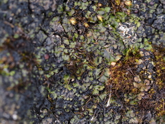 Placidium squamulosum