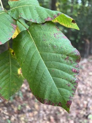 Toxicodendron radicans