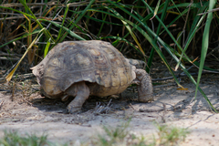 Gopherus berlandieri