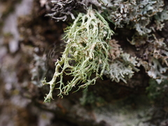 Evernia divaricata