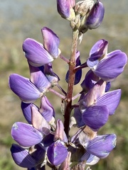 Lupinus polyphyllus