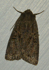 Apterogenum ypsillon