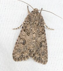 Anarta trifolii