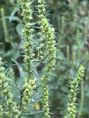Ambrosiinae
