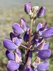 Lupinus polyphyllus