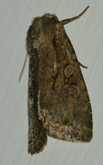 Apterogenum ypsillon