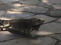 Iguana iguana iguana