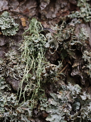 Evernia divaricata