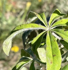 Lupinus polyphyllus