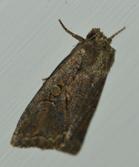 Apterogenum ypsillon