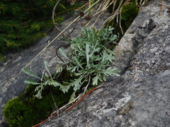 Achillea clavennae