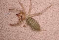 Eremobatinae