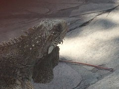 Iguana iguana iguana