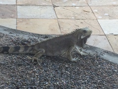 Iguana iguana iguana