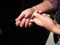 Anguis colchica