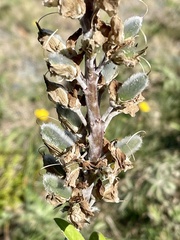 Lupinus polyphyllus