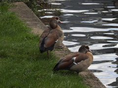 Alopochen aegyptiaca