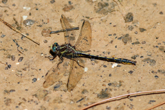 Phanogomphus oklahomensis