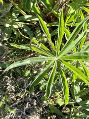 Lupinus polyphyllus