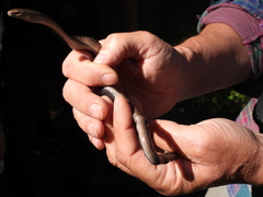 Anguis colchica