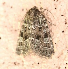 Eriopygini