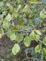 Corylus avellana