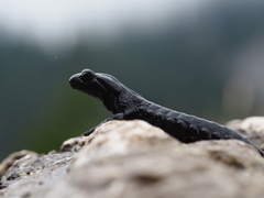 Salamandra atra