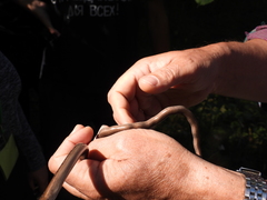 Anguis colchica