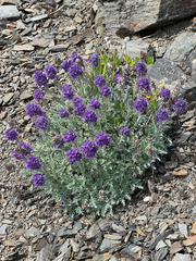 Phacelia sericea