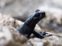 Salamandra atra