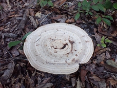 Microporellus dealbatus