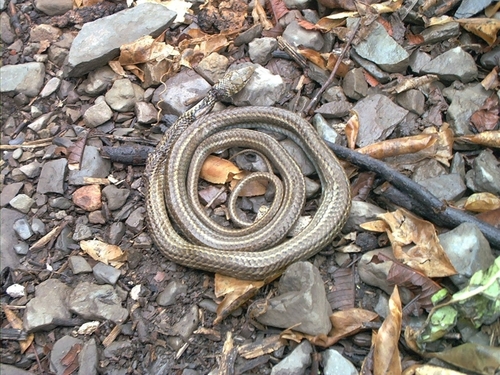 Philodryas boliviana