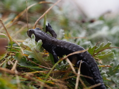 Salamandra atra