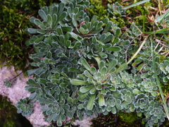 Saxifraga paniculata