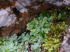 Saxifraga paniculata