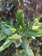 Escallonia pulverulenta