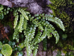 Asplenium viride