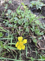 Potentilla verna