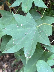 Liquidambar styraciflua