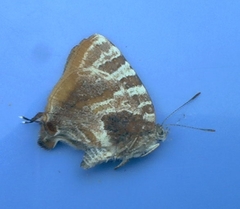 Arawacus ellida