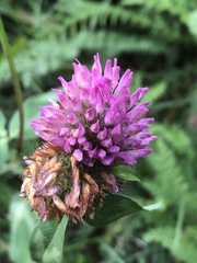 Trifolium pratense