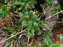 Rhododendron hirsutum