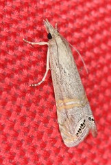 Euchromius ocellea