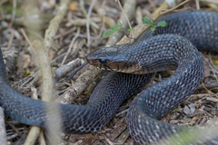 Drymarchon melanurus