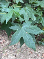 Liquidambar styraciflua
