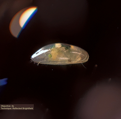 Ostracoda