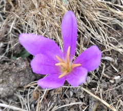 Colchicum montanum