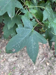 Liquidambar styraciflua